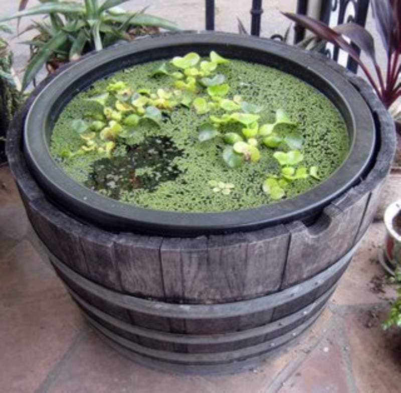 DIY container water garden