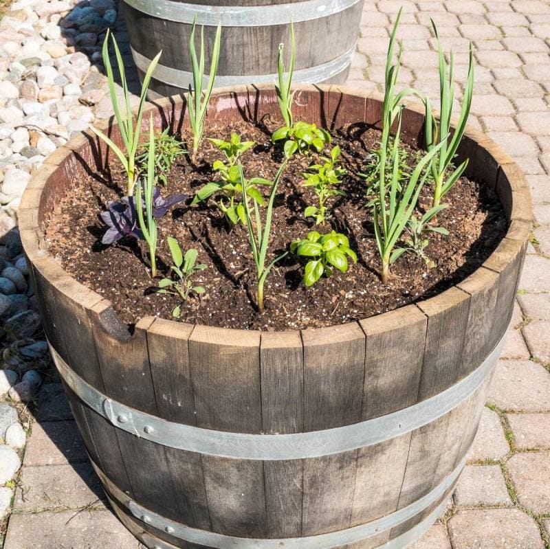 DIY wine barrel herb garden