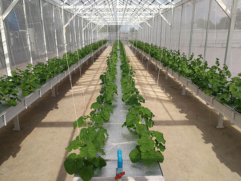 Deep Water Culture Hydroponic System