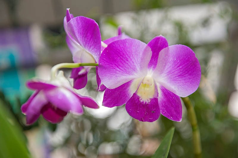 Purple flower Phalaenopsis Orchid, commonly known as the Moon Orchid or Moth Orchid Butterfly Orchids