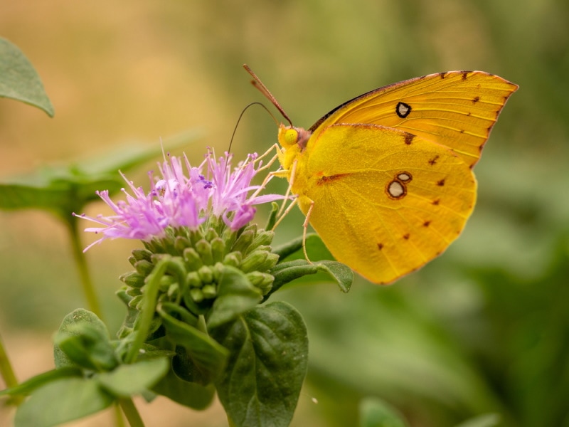 Dogface butterfly on a flower