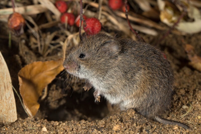 Eastern Field Mouse