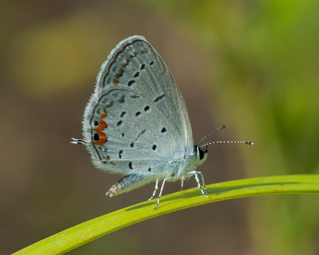 Eastern Tailed-Blue (Cupido comyntas)
