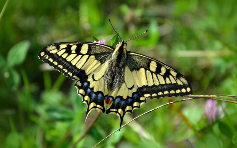 Eastern Tiger Swallowtail Butterfly in the family Papilionidae