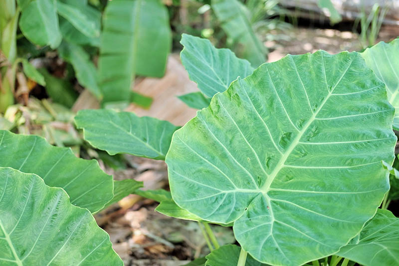 Elephant ears plant