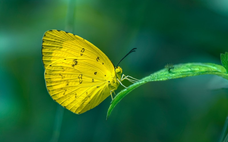 Eurema Smilax or Small Grass Yellow butterfly