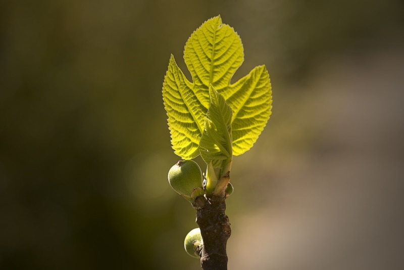 Fig tree with first fruits appearing