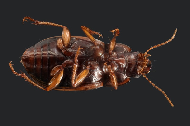 Florida Woods Cockroach