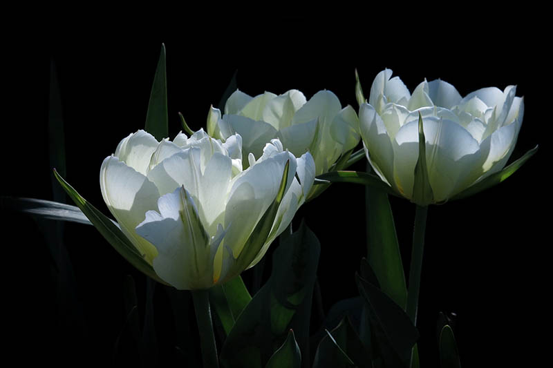 Fosterania Tulip