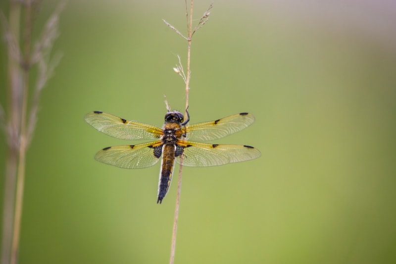 Four-spotted skimmer dragonfly on a dry plant