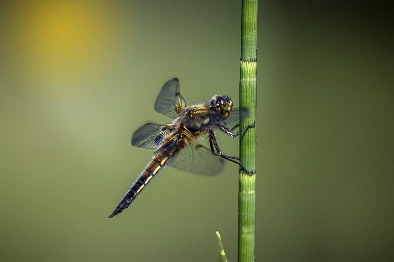 Four-spotted skimmer dragonfly on a stem