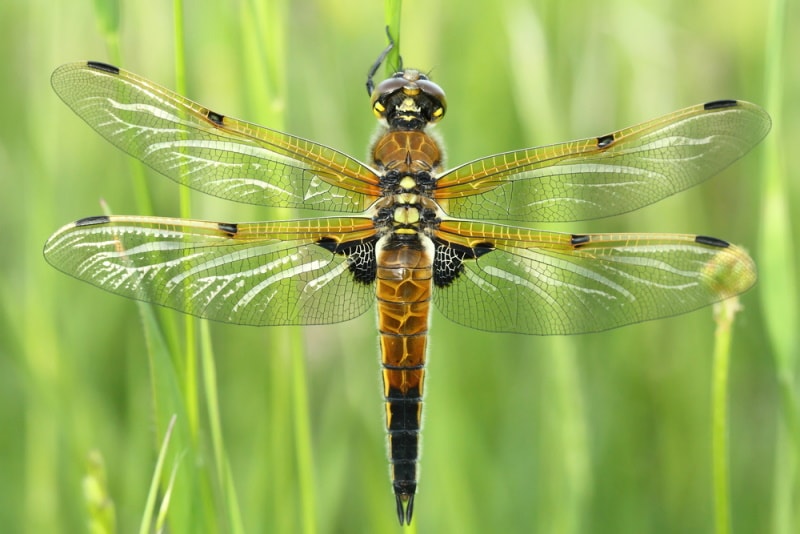 Four-spotted skimmer dragonfly