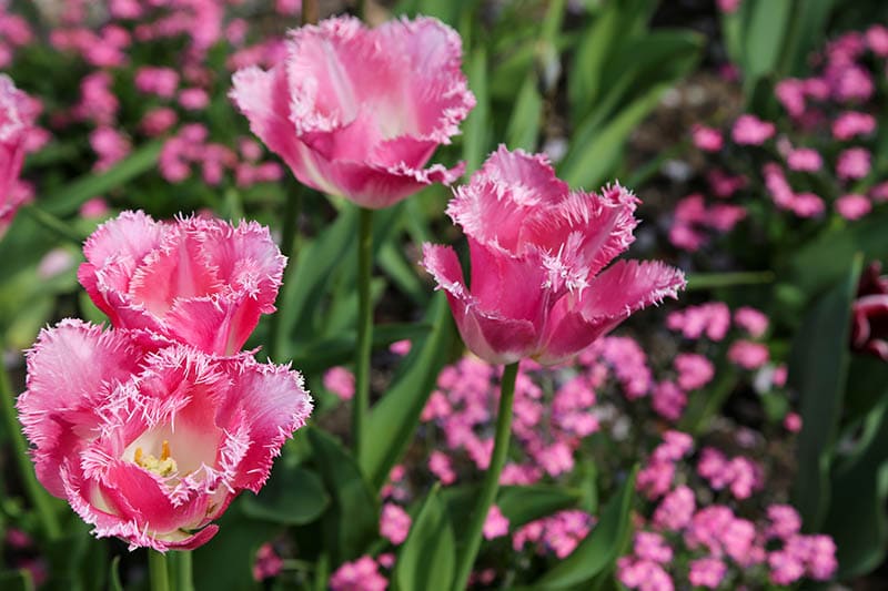 Francy frills tulip