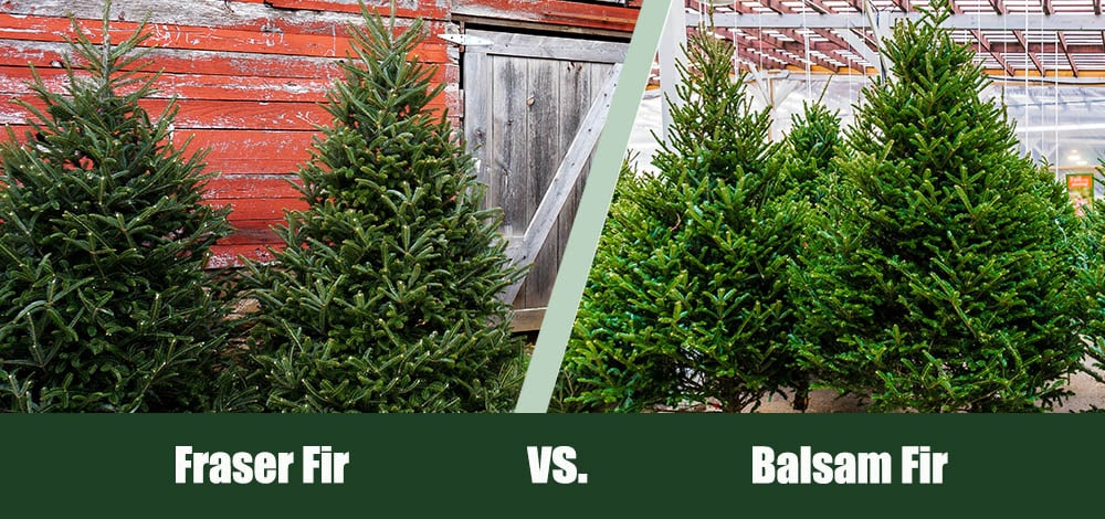 Fraser Fir vs Balsam Fir