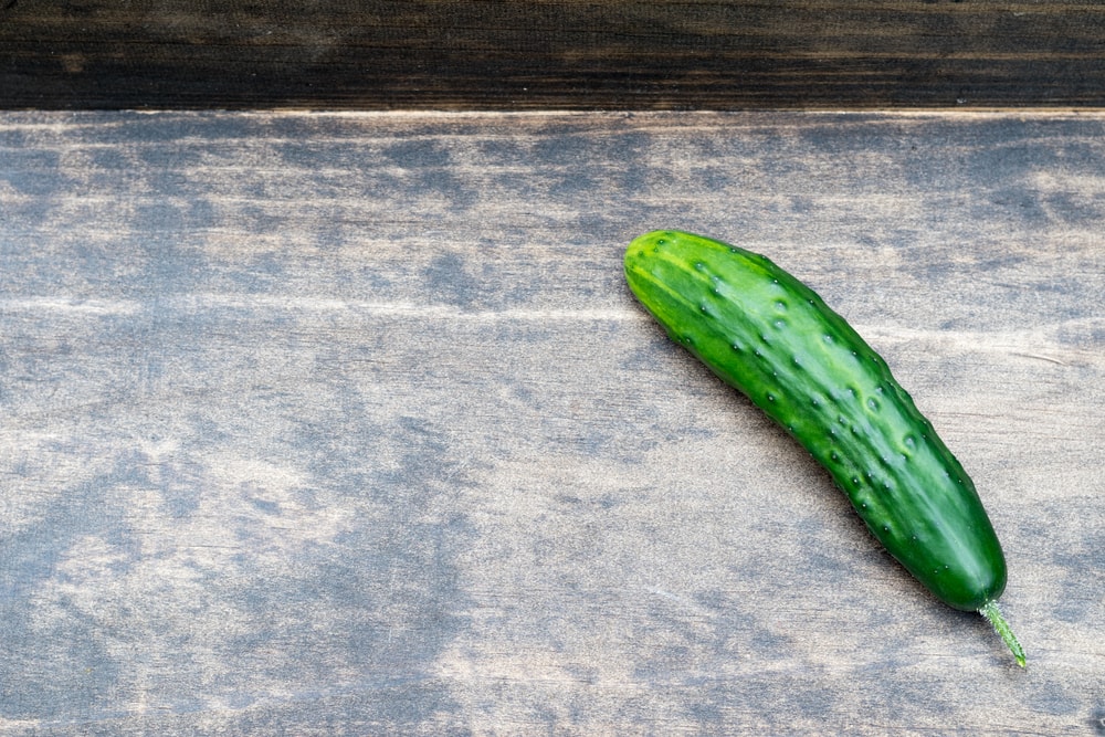 Fresh Homegrown Garden Heirloom Marketmore 76 Cucumber