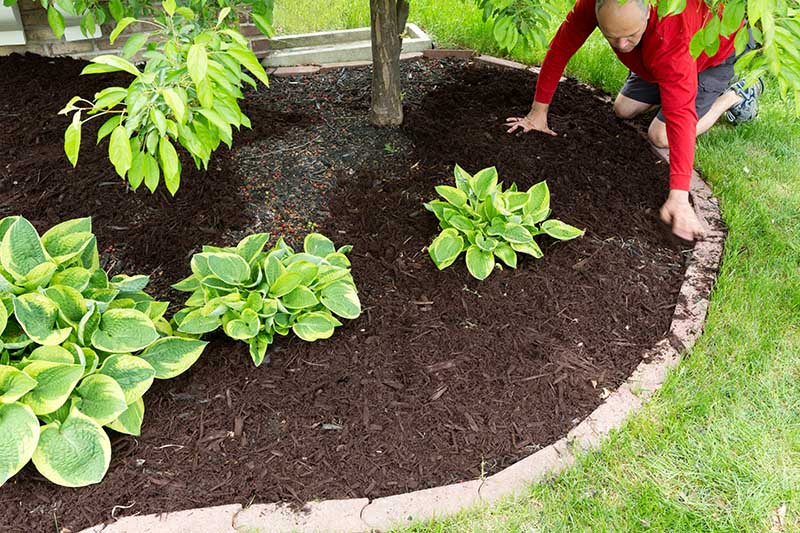 Gardener doing mulching and spreading organic mulch
