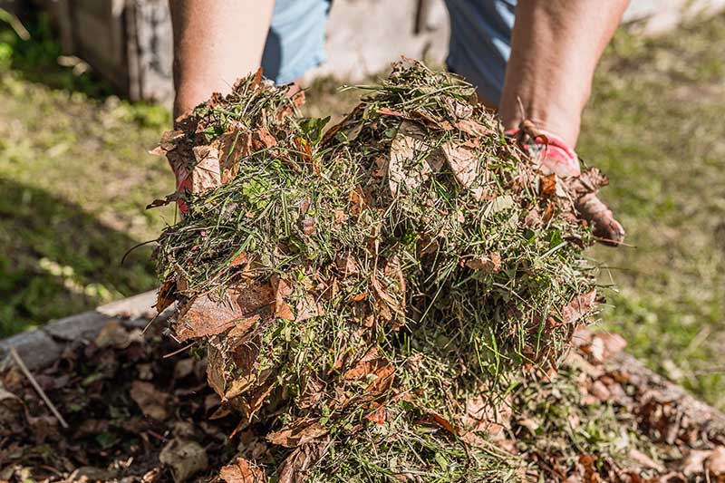 Gardener's hands holding compost mulch