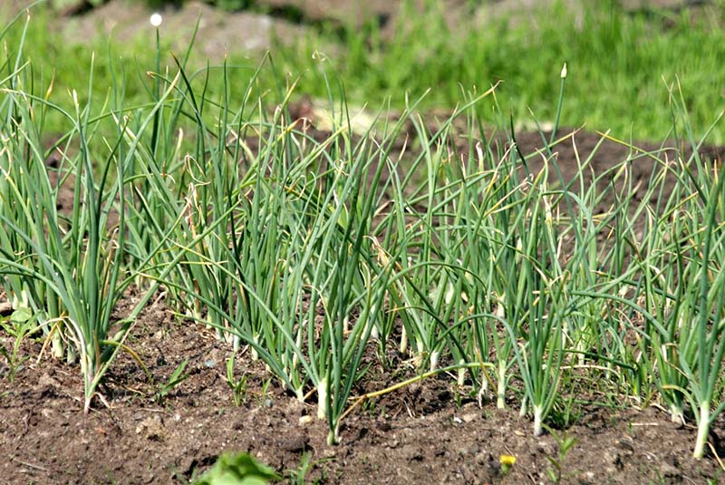 Garlic field