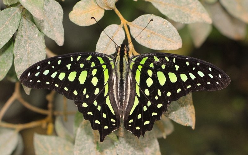 Graphium Agamemnon or Green-Spotted Triangle butterfly