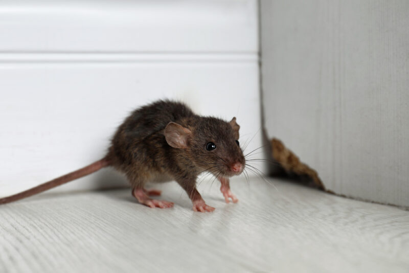 Gray Woodrat