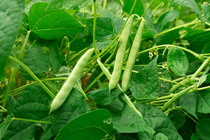 Green Bean plant