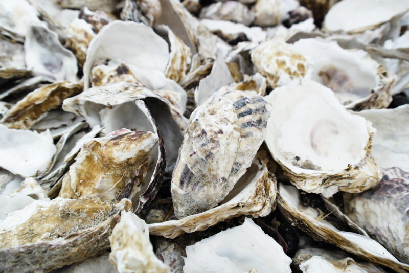 Ground Oyster Shells