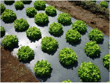 Grower's Solution Black Plastic Mulch