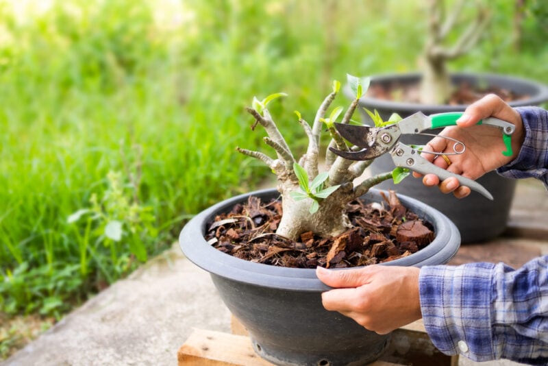 Hand farmer holding pruning shears for branch