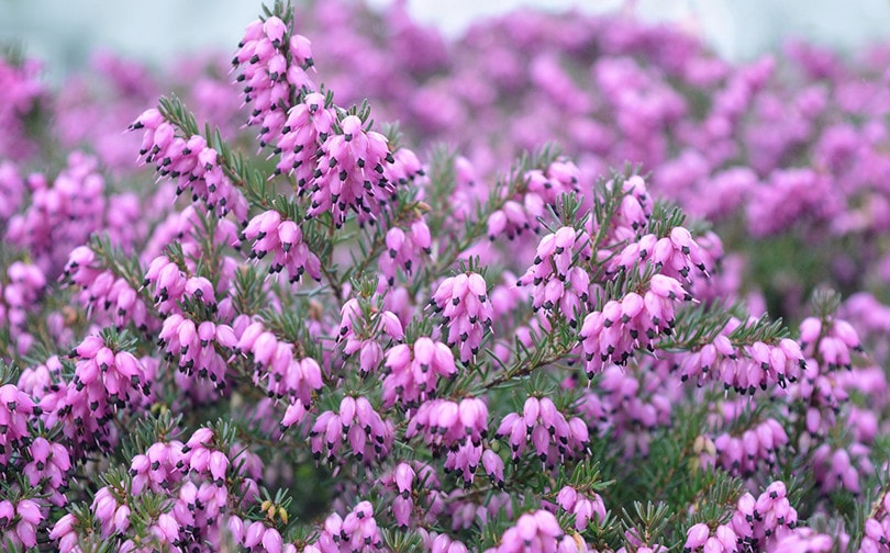 Heather