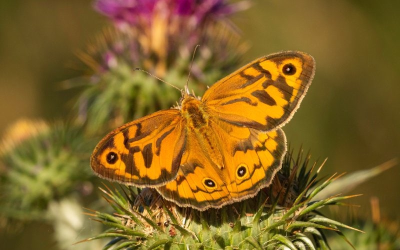 Heteronympha Merope or common brown butterfly
