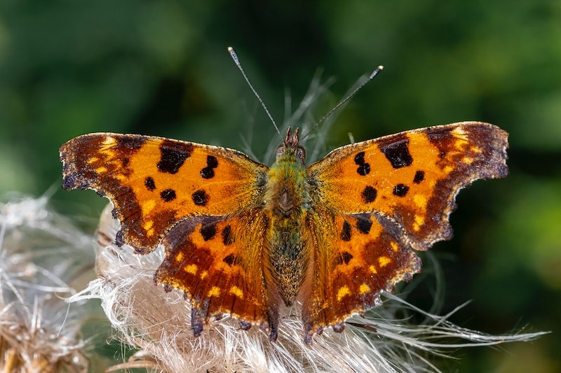 Hoary Comma