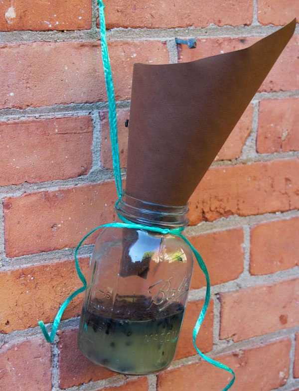 Homemade Fly Trap for Outdoors
