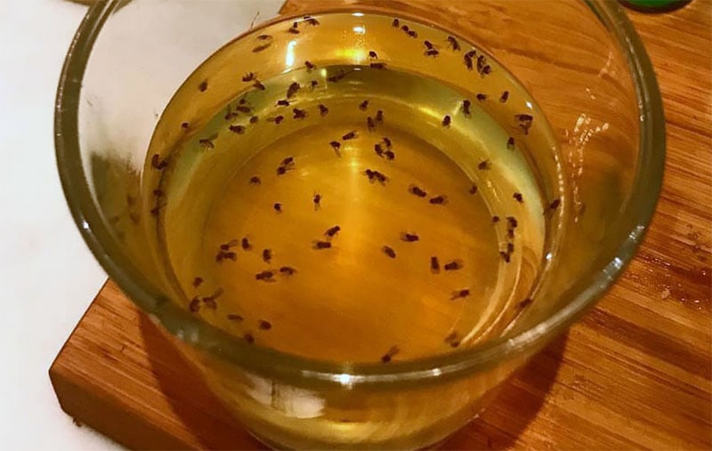 Homemade Fruit Fly Trap