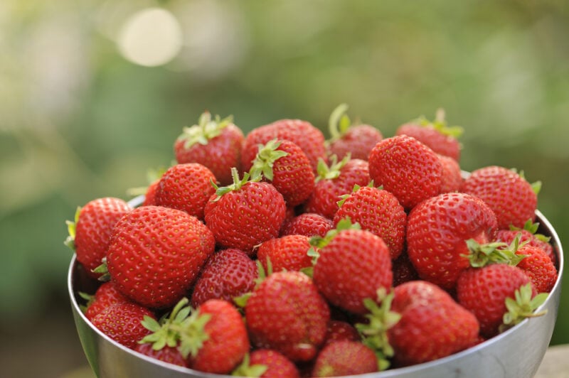 Honeoye strawberry