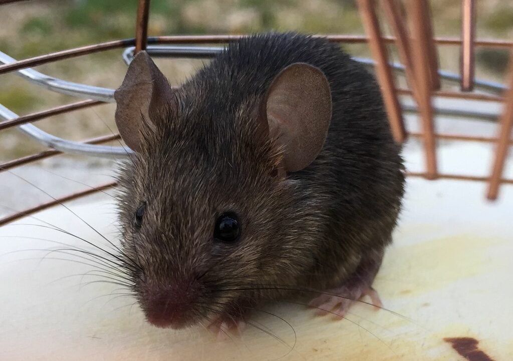 House mouse 2