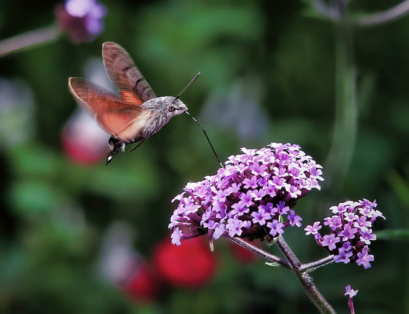 Hummingbird Hawkmoth