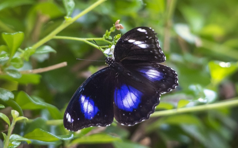 Hypolimnas bolina or Common Eggfly or blue moon butterfly