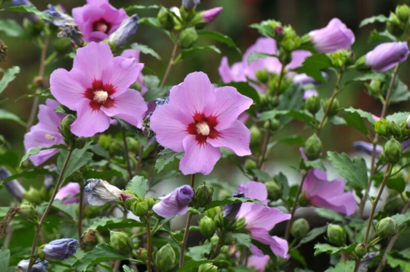 In summer, the hibiscus bush blooms in nature