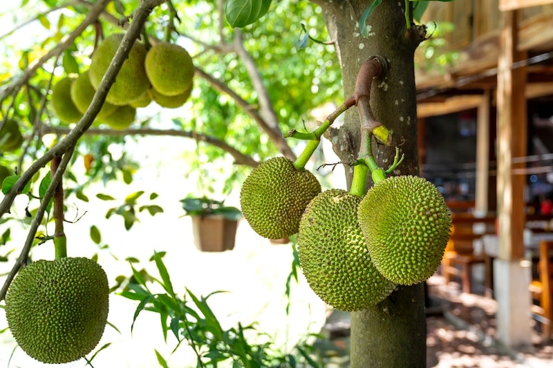 Jackfruit Tree