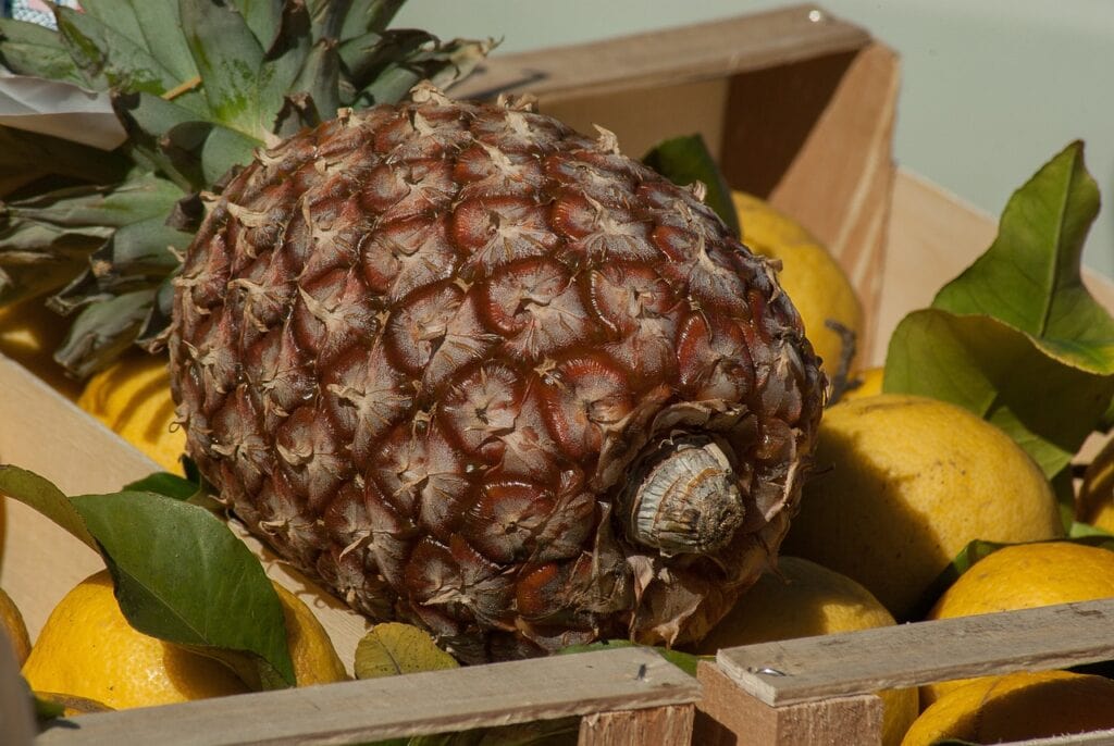 James Queen Pineapple
