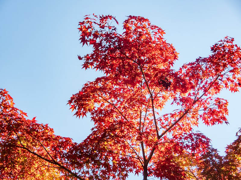 Japanese Maple tree