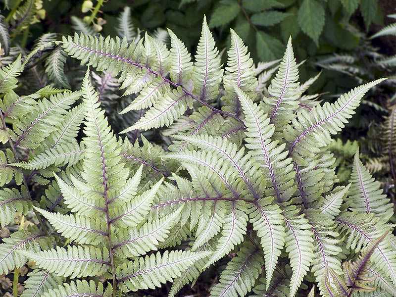 Japanese painted ferns