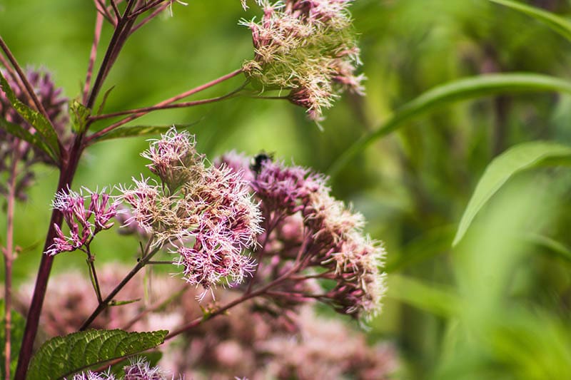 Joe-Pye weed