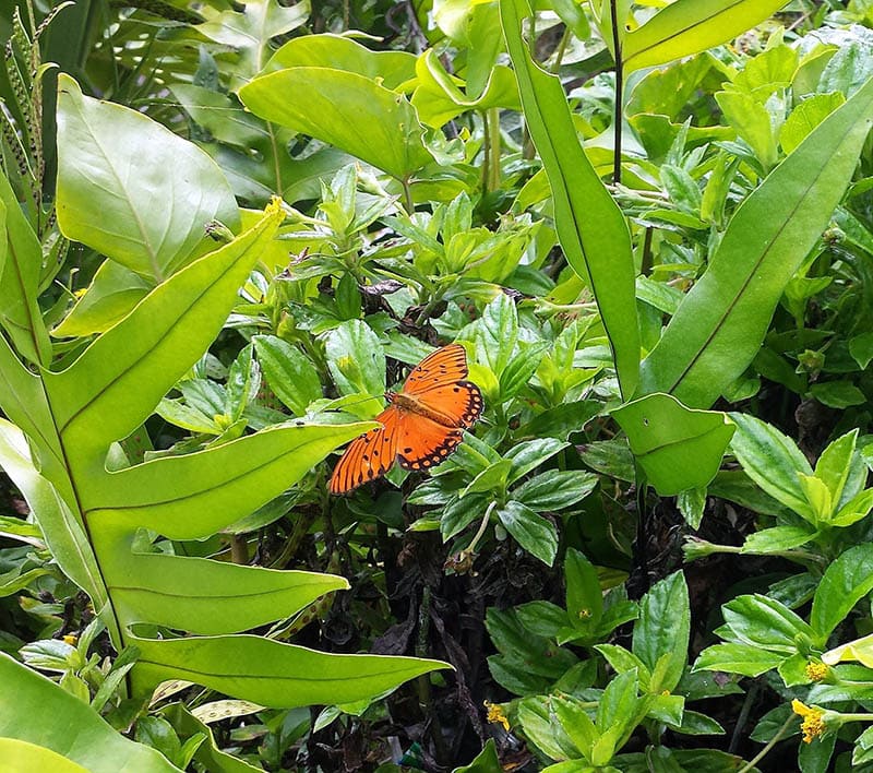 Kamehameha Butterfly