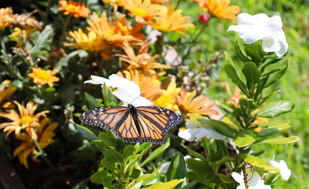 Kamehameha butterfly Hawaii state insect