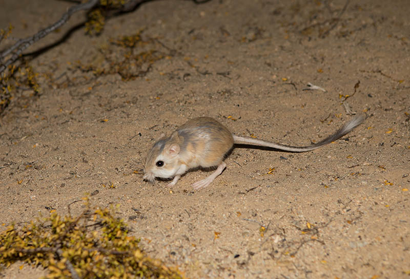 Kangaroo rat in mojave desert