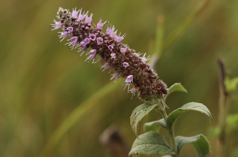 Korean Licorice Mint