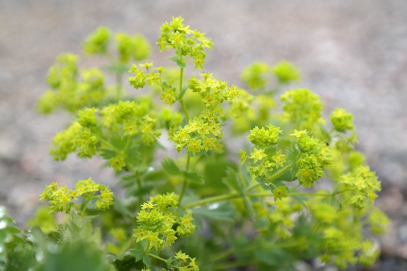 Lady’s Mantle