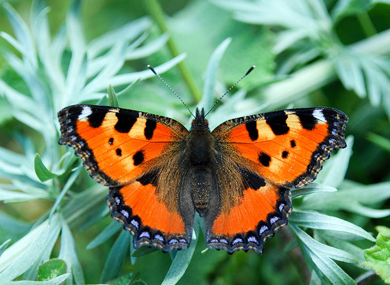 Large Tortoiseshell Butterfly