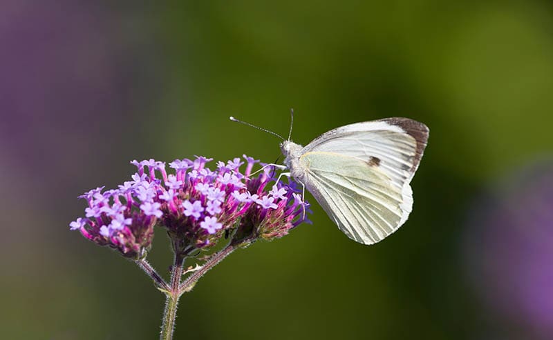 Large white butterfly